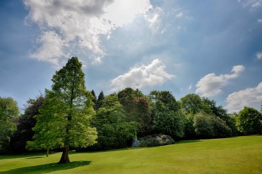 Güneşli bir Çayırda yalnız ağacı