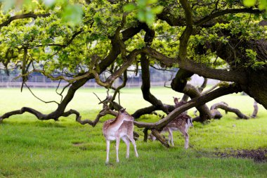 Güzel orman arka planda iki geyikler