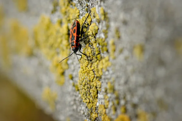 Firebugs - Pyrrhocoris Apterus su sfondo roccioso — Foto Stock