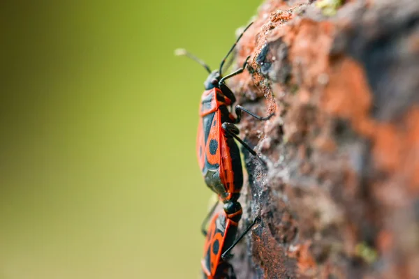 Firebugs - Pyrrhocoris Apterus на каменистом фоне — стоковое фото