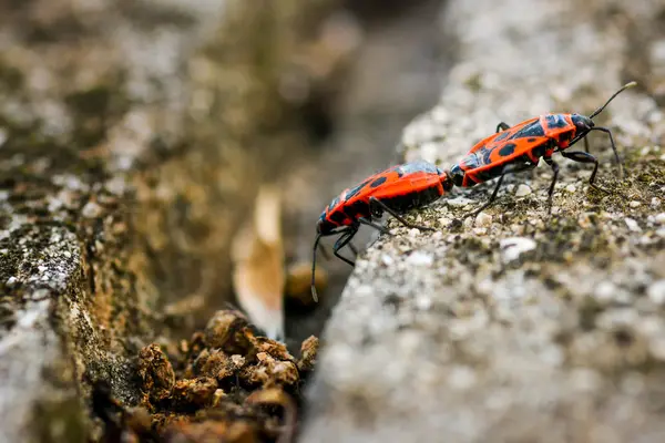 Firebugs - Pyrrhocoris Apterus на тлі скелястих — стокове фото