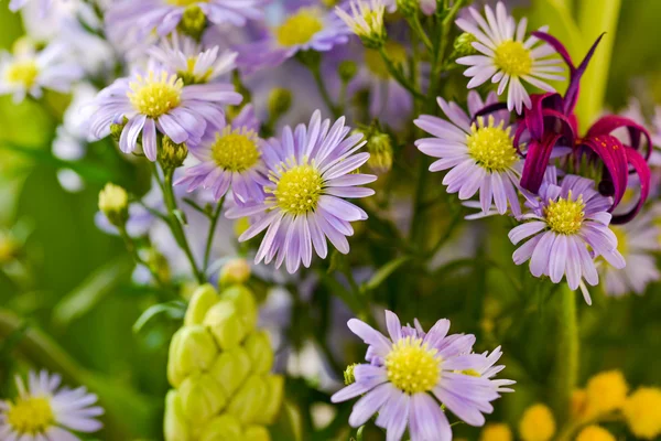 Jednoduché fialové květiny úžasné — Stock fotografie