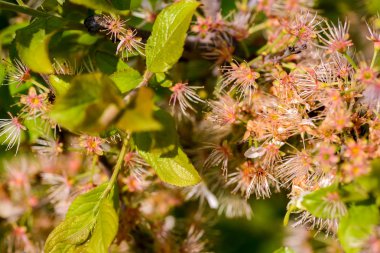 Kiraz çiçekleri sarsıldı