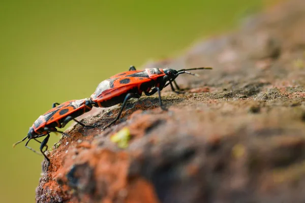 Firebugů - Pyrrhocoris Apterus na skalnaté pozadí — Stock fotografie