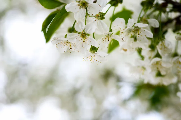 Delizioso fiore di mela — Foto Stock