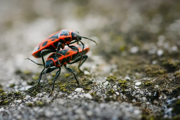 Firebugs - Pyrrhocoris Apterus на тлі скелястих — стокове фото