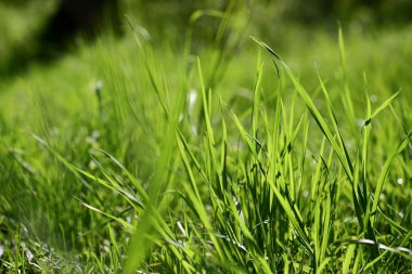 yalıtılmış yeşil çimen