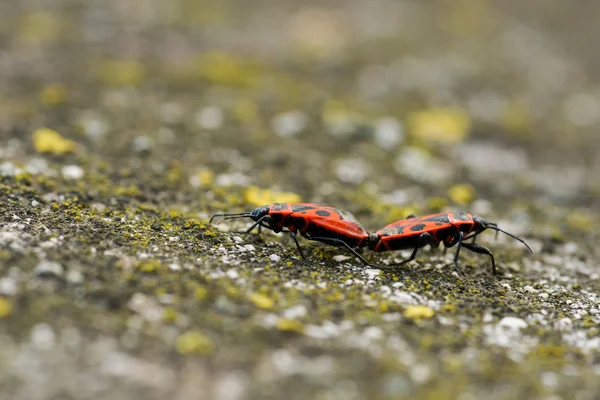 Firebugů - Pyrrhocoris Apterus na skalnaté pozadí — Stock fotografie