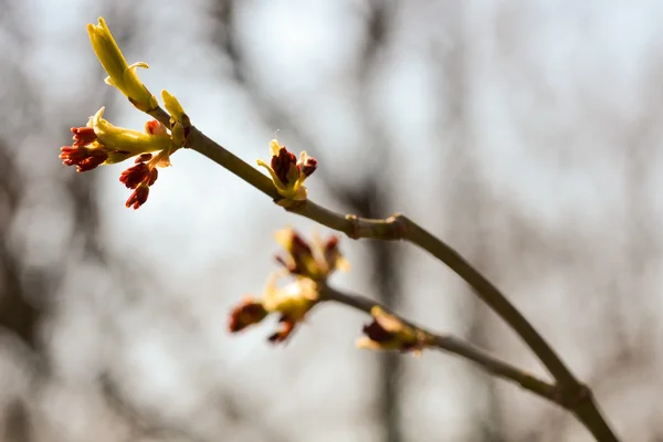 Kvetoucí větev s rozmazané pozadí — Stock fotografie