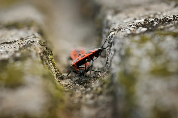 Firebugů - Pyrrhocoris Apterus na skalnaté pozadí — Stock fotografie