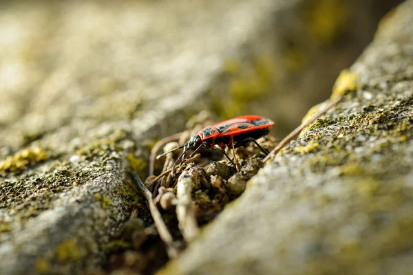 Firebugů - Pyrrhocoris Apterus na skalnaté pozadí — Stock fotografie