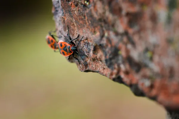 Firebugů - Pyrrhocoris Apterus na skalnaté pozadí — Stock fotografie