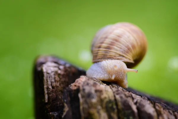 Isolated snail on the stump — Stock Photo, Image