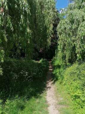 Karanlık ormana doğru giden yol.