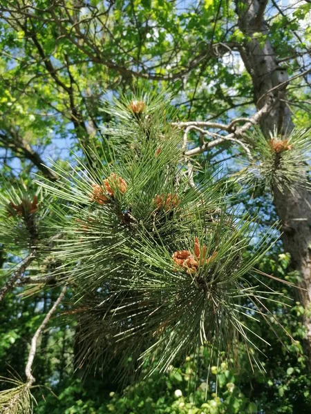 Árvore Conífera Com Cones Contra Céu — Fotografia de Stock