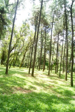 Ağaçlar ve ormanlar