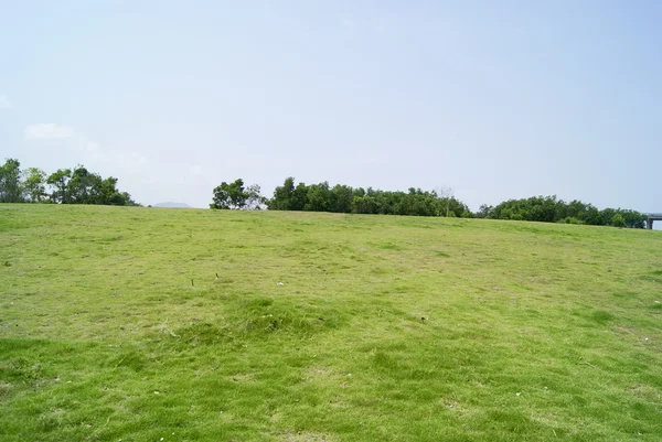 El paisaje verde del césped —  Fotos de Stock