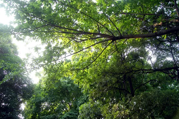 Árboles y bosques — Foto de Stock