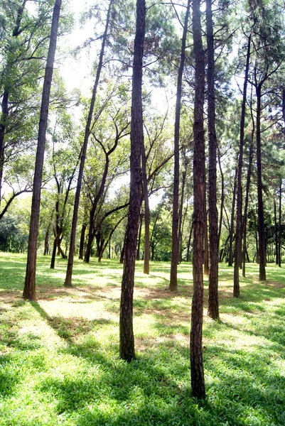 Árboles y bosques —  Fotos de Stock