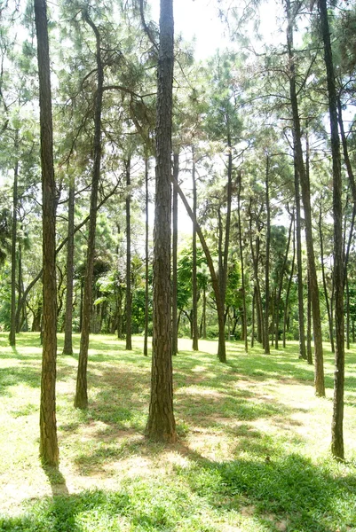 Pohon dan hutan — Stok Foto