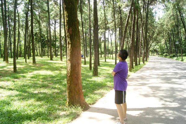 Árboles y bosques —  Fotos de Stock