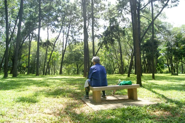 Árboles y bosques —  Fotos de Stock