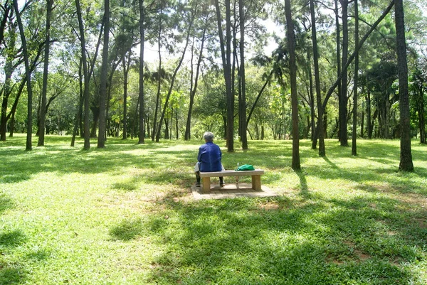 Árboles y bosques —  Fotos de Stock