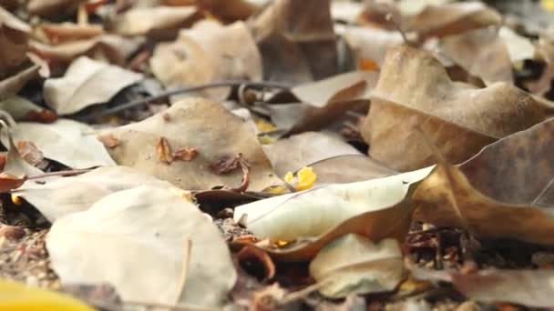 Withered leaves — Stock Video