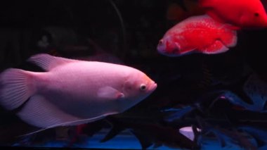 Akvaryum balıkların Yüzme, çok şirin içinde