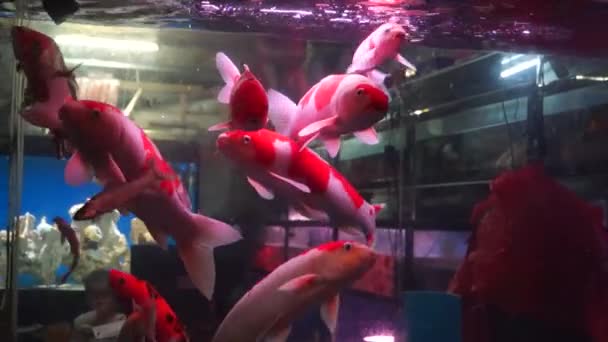 In het aquariumvissen, in zwemmen, heel schattig — Stockvideo