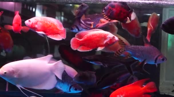 En el acuario de peces, en la natación, muy lindo — Vídeos de Stock