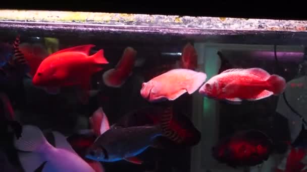 In the aquarium fish, in swimming, very cute — Stock Video