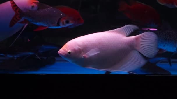 In the aquarium fish, in swimming, very cute — Stock Video