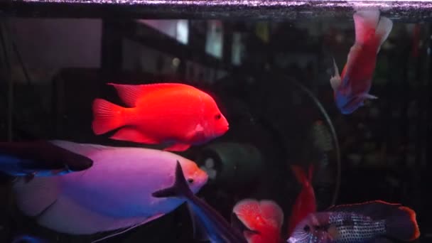 In the aquarium fish, in swimming, very cute — Stock Video