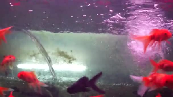 In het aquariumvissen, in zwemmen, heel schattig — Stockvideo