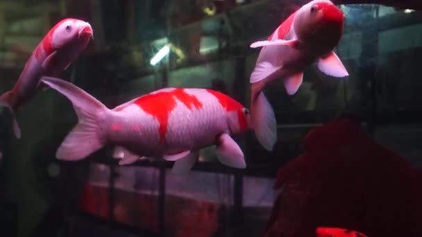 V akvarijních ryb, plavání, velmi roztomilý — Stock video