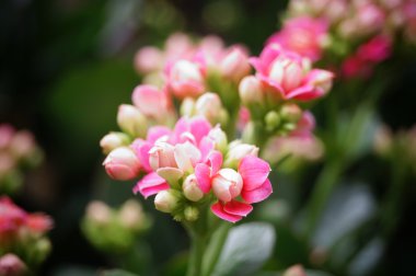 Botanik Bahçesi içinde çok güzel çiçekler açar