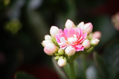 Botanik Bahçesi içinde çok güzel çiçekler açar