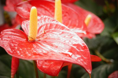 Botanik Bahçesi içinde çok güzel çiçekler açar