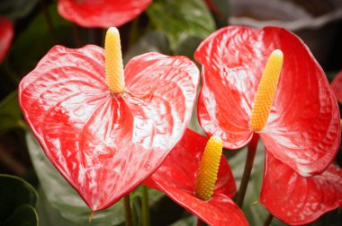 Botanik Bahçesi içinde çok güzel çiçekler açar