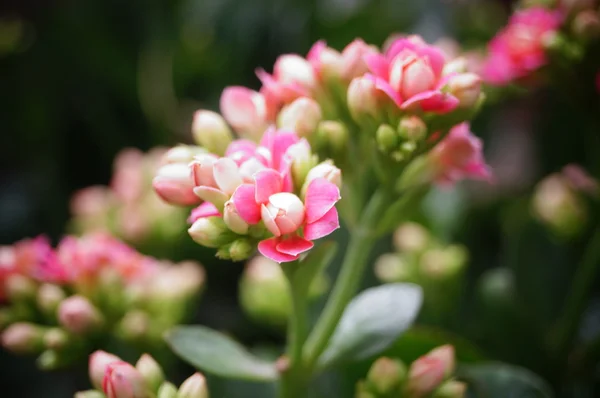 The flowers open in the botanical garden, very beautiful