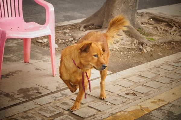 Милая собака — стоковое фото