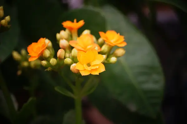 非常に美しい植物園で花を開く — ストック写真