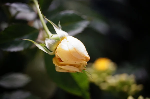 Цветы открываются в ботаническом саду, очень красивые — стоковое фото