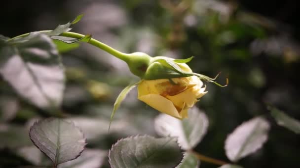 Цветы открываются в ботаническом саду, очень красивые — стоковое видео