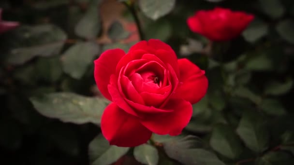 The flowers open in the botanical garden, very beautiful — Stock Video