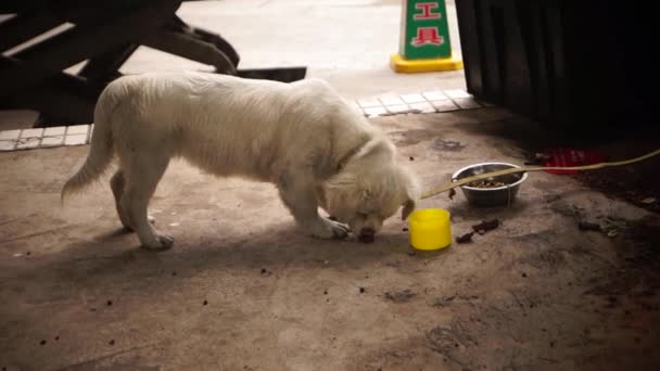 Anjing yang indah — Stok Video