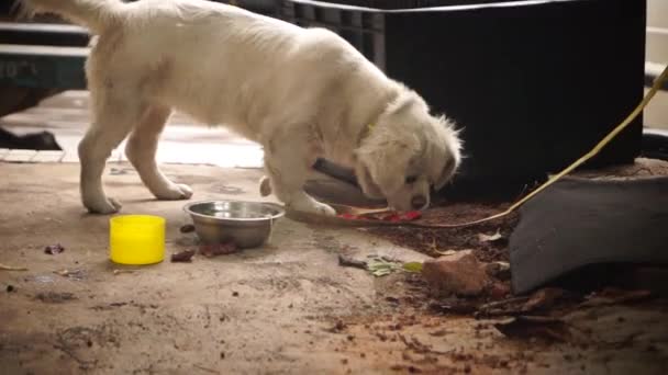 Lindo cão — Vídeo de Stock