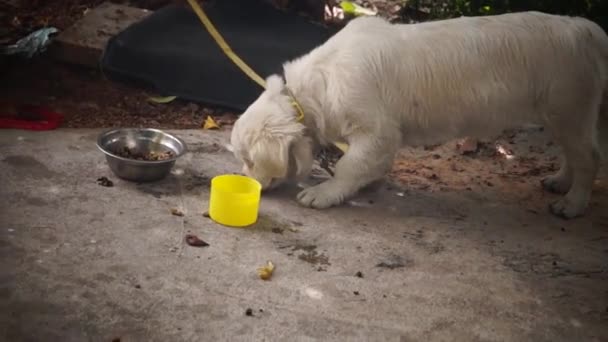 Lindo cão — Vídeo de Stock