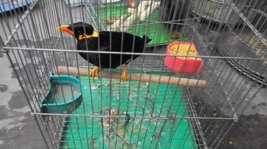 Kafesteki kuş, benim özgürlüğünü kaybetti